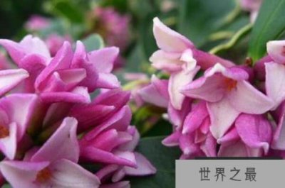 ​世界十大最香的花 栀子花第三,第二容易变异