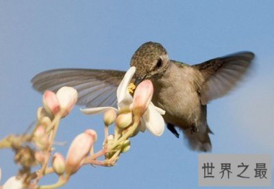​世界上最小的鸟