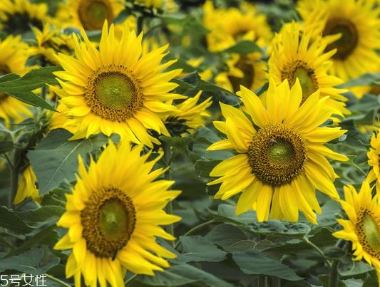 葵花籽油的功效与作用 这三个功效非常好