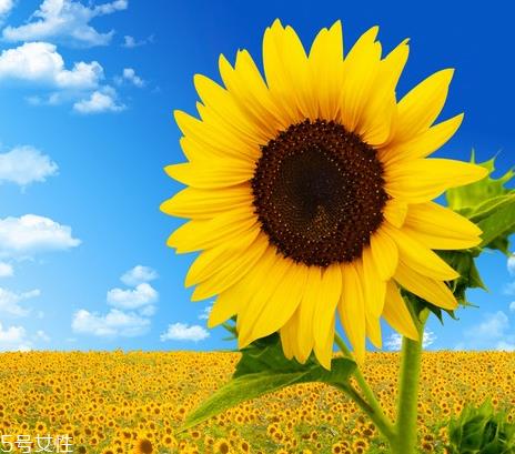 葵花籽油的功效与作用 这三个功效非常好