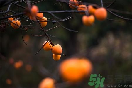 柿饼怎么吃？柿饼不能和什么一起吃？