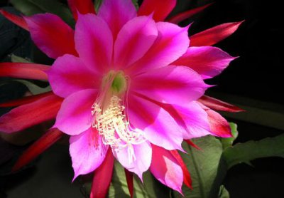 ​令箭荷花对家居环境的影响-令箭荷花的介绍