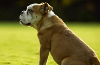 ​狗狗呕吐 狗狗呕吐腹泻治疗方法