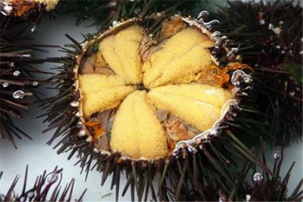 海胆生吃好还是熟吃好 海胆生吃有寄生虫吗
