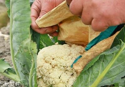 花椰菜怎么挑选 花椰菜的处理技巧