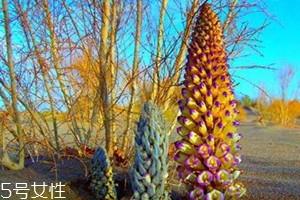 锁阳不能和什么一起吃 搭配宜忌