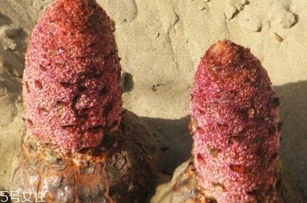 锁阳不能和什么一起吃 搭配宜忌