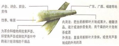 ​芦荟的功效作用之美容保湿,抗癌