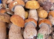 鸡枞菌的营养价值 鸡枞菌的功效与作用