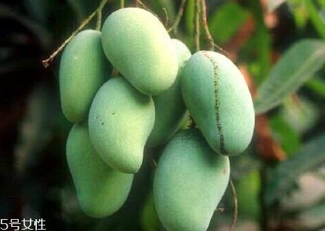 鸡蛋芒上市时间 成熟时间