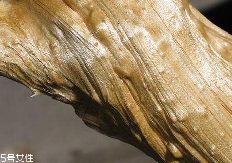 姜糖的热量 姜糖会让人长胖吗？