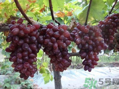 红提和青提哪个好?青提和红提有上面区别