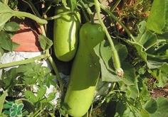 瓠子怎么切_瓠子怎么切条_瓠子怎么切片图解