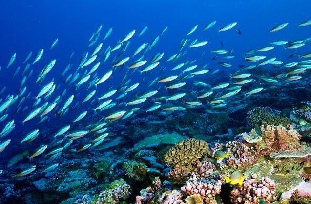 探秘地球三大生态系统介绍  1