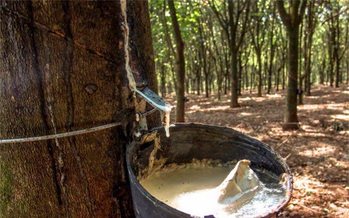 探秘世界上天然橡胶最多的国家泰国产量高 (适合生长)  2