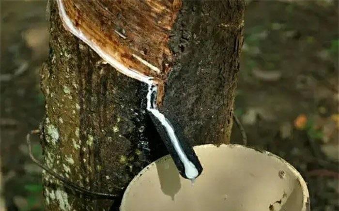 探秘世界上天然橡胶最多的国家泰国产量高 (适合生长)  3