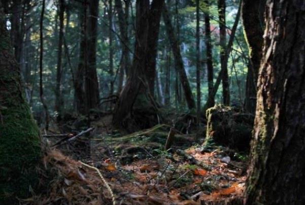 探秘日本死亡森林是真的吗，青木原树海有多恐怖  2