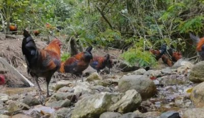 ​为了不想养山鸡失败，那么在养殖当中，需要密切注意这四点