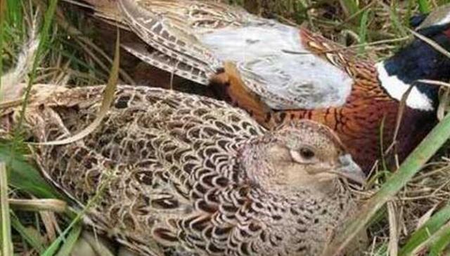 为了不想养山鸡失败,那么在养殖当中,需要密切注意这四点