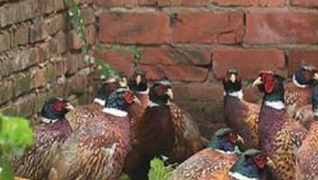 为了不想养山鸡失败,那么在养殖当中,需要密切注意这四点