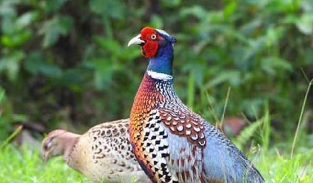 为了不想养山鸡失败,那么在养殖当中,需要密切注意这四点