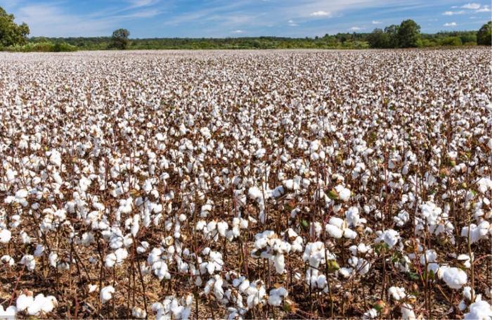 美国的国家级贫困县,为什么却是“沃野千里”的密西西比州?