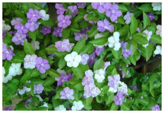 喜欢养菊花，不如养护一盆“鸳鸯茉莉”，一年开花二次，花期3月