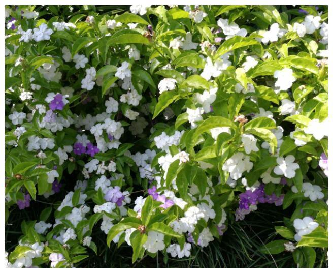 喜欢养菊花，不如养护一盆“鸳鸯茉莉”，一年开花二次，花期3月