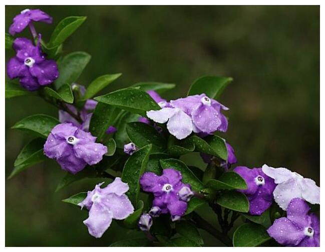 喜欢养菊花，不如养护一盆“鸳鸯茉莉”，一年开花二次，花期3月