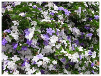 ​喜欢养菊花，不如养护一盆“鸳鸯茉莉”，一年开花二次，花期3月