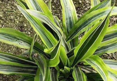 ​喜欢欧美风情的花卉，巴西美人，是你的首选关键好养