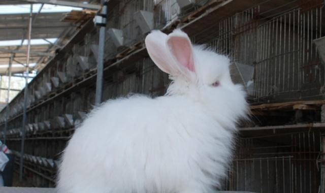 喜欢养兔的你们知道长毛兔的起源吗?