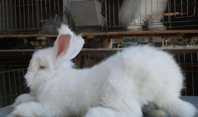 喜欢养兔的你们知道长毛兔的起源吗?