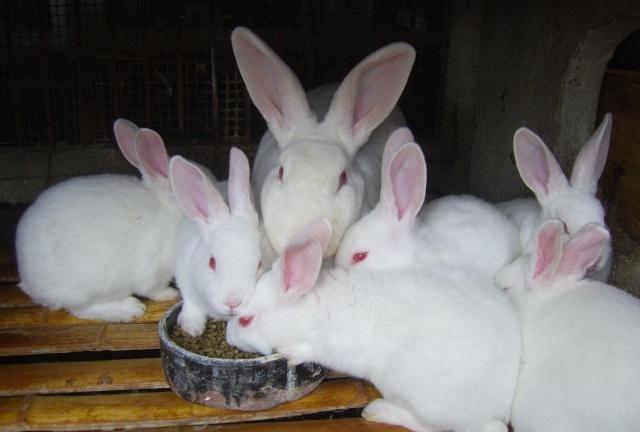 喜欢养兔的你们知道长毛兔的起源吗?