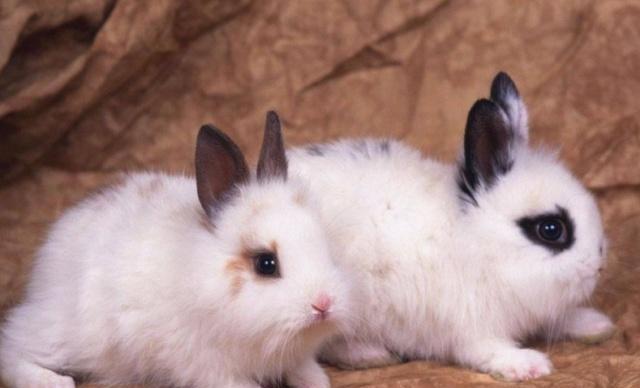 喜欢养兔的你们知道长毛兔的起源吗?
