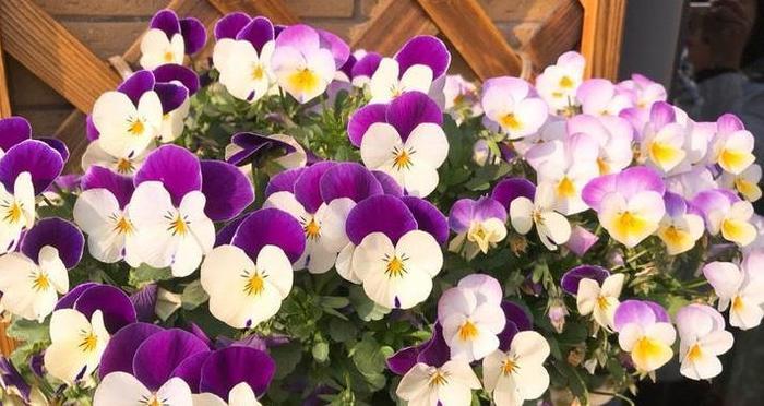 喜欢菊花,不如试试“精品月季”天方夜谭,花型唯美,芳香馥郁!