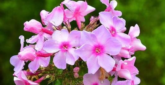 喜欢菊花,不如试试“精品月季”天方夜谭,花型唯美,芳香馥郁!