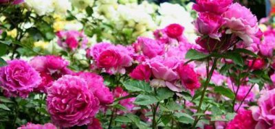 ​喜欢菊花，不如试试“精品月季”天方夜谭，花型唯美，芳香馥郁！