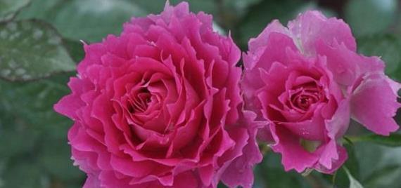 喜欢菊花,不如试试“精品月季”天方夜谭,花型唯美,芳香馥郁!