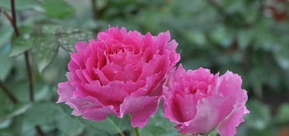 喜欢菊花,不如试试“精品月季”天方夜谭,花型唯美,芳香馥郁!