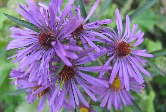 喜欢玫瑰,不如养盆“珍品小花”紫苑,花色艳丽,娇小可爱