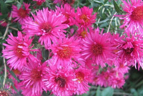 喜欢玫瑰,不如养盆“珍品小花”紫苑,花色艳丽,娇小可爱