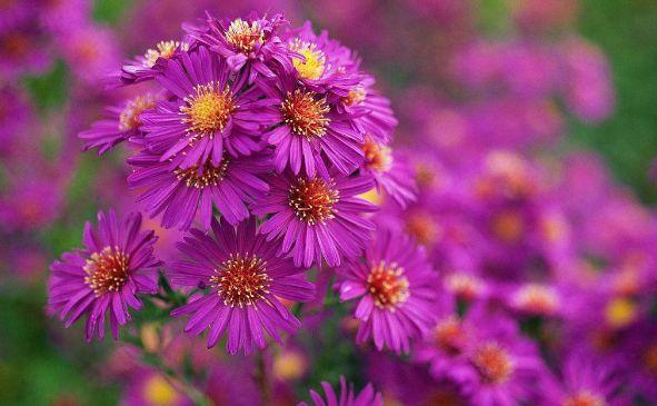 喜欢玫瑰,不如养盆“珍品小花”紫苑,花色艳丽,娇小可爱