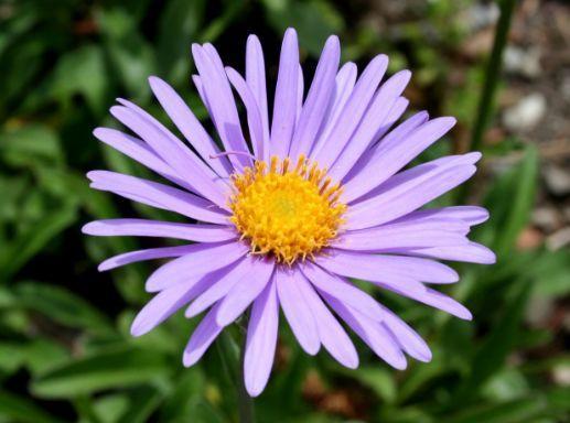 喜欢玫瑰,不如养盆“珍品小花”紫苑,花色艳丽,娇小可爱