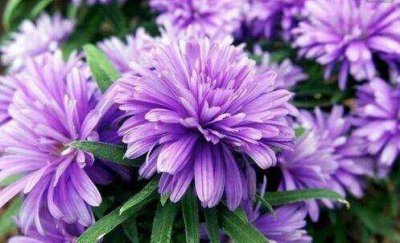 ​喜欢玫瑰，不如养盆“珍品小花”紫苑，花色艳丽，娇小可爱