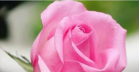 喜欢菊花,不如养盆“高档玫瑰”戏弄乔治亚,凤蝶怡情,妩媚妖娆