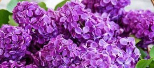 喜欢菊花,不如养盆“高档玫瑰”戏弄乔治亚,凤蝶怡情,妩媚妖娆