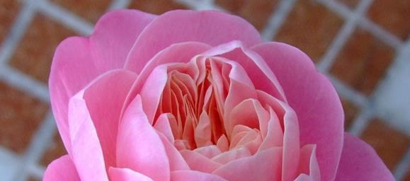 喜欢菊花,不如养盆“高档玫瑰”戏弄乔治亚,凤蝶怡情,妩媚妖娆