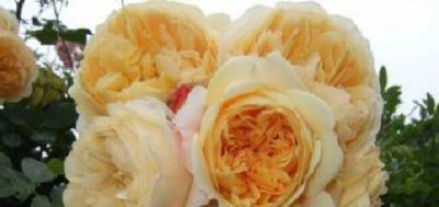 ​喜欢菊花，不如养盆“高档玫瑰”戏弄乔治亚，凤蝶怡情，妩媚妖娆