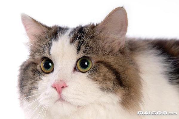 世界十大最萌的宠物猫 最萌的猫咪盘点